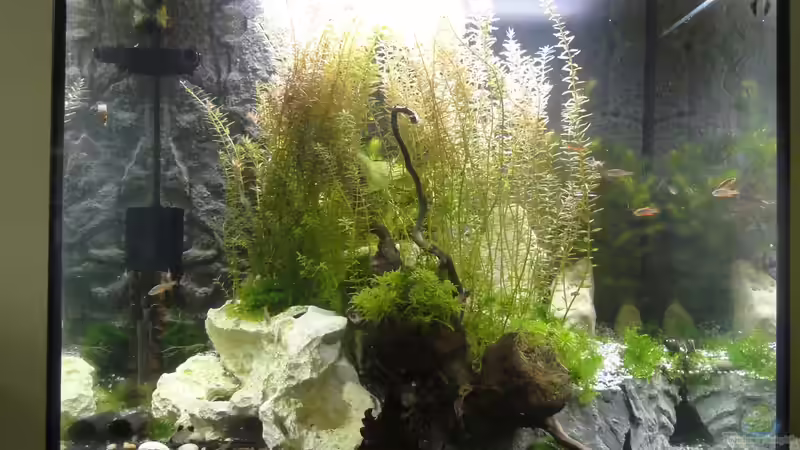 2015-08-25 Aktuelles Bild von vorn. Die hintere Terrassenebene wurde inzwischen durch gro??e Steine ersetzt, weil sie sich leider nach 2 Monaten gelöst hat.