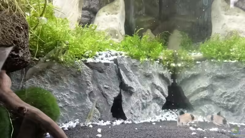 2015-08-25 Die Sandflächen müssen regelmäßig mit dem Kescher von den Steinchen von MengBer (4)