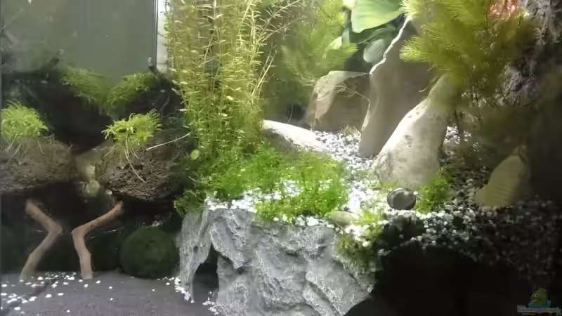 Aquarien-Silikon verwenden (Einrichtungsbeispiele mit Silikon)