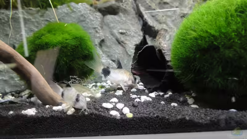 2015-08-25 Von den fünf Pandas sind zwei gestorben und wurden inzwischen durch neue von MengBer (5)