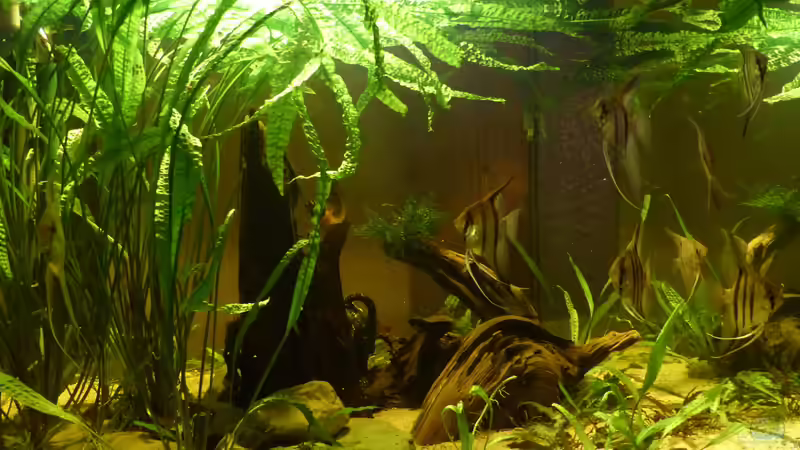 2015 von Holger Esch (2)