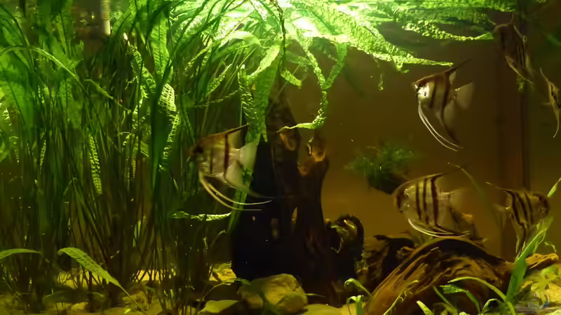 2015 von Holger Esch (3)