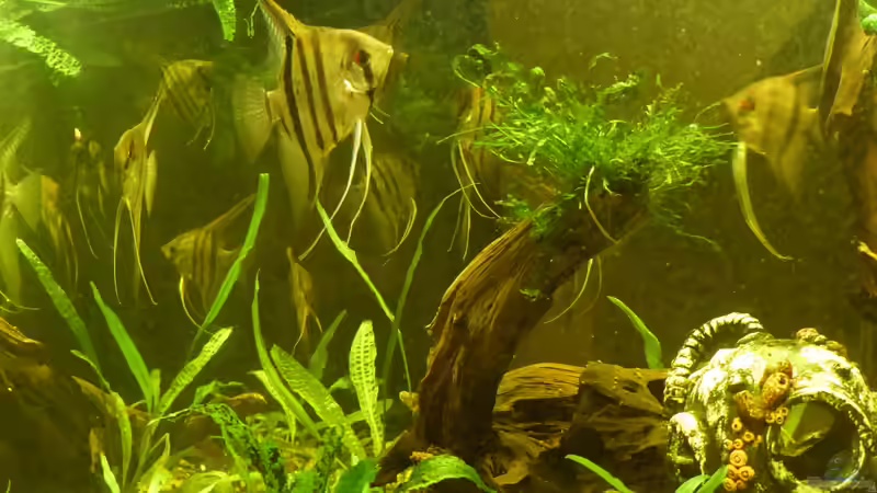 2015 von Holger Esch (4)