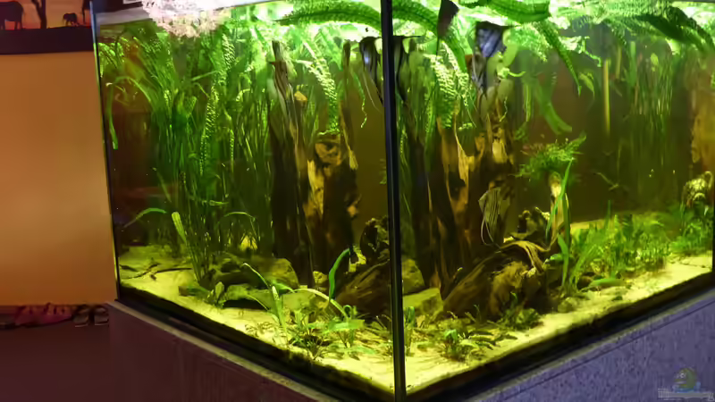 2015 von Holger Esch (6)