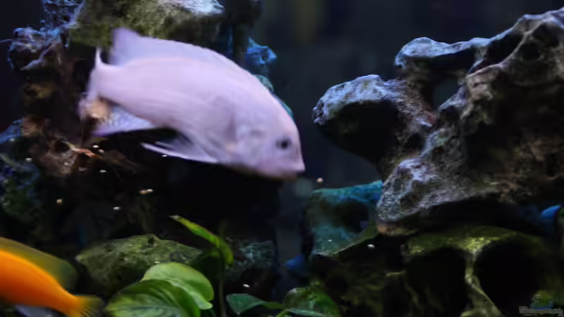 2015 von Stefan Mischler (14)