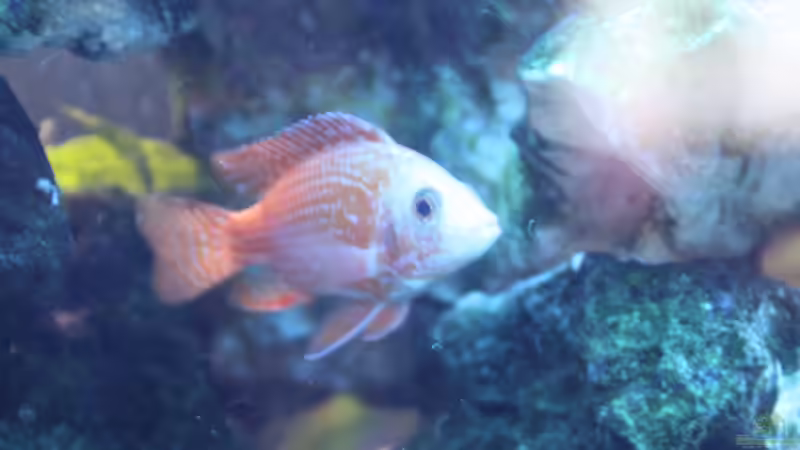 2015 von Stefan Mischler (15)