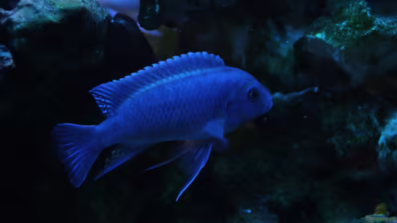 2015 von Stefan Mischler (16)