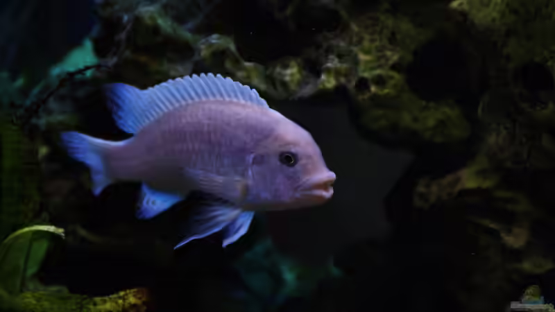 2015 von Stefan Mischler (18)