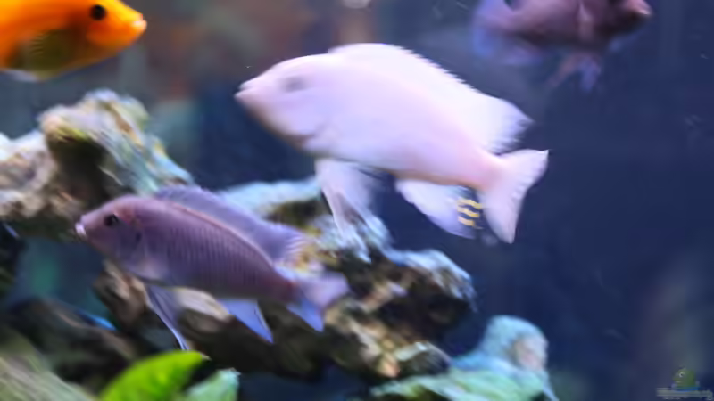 2015 von Stefan Mischler (19)