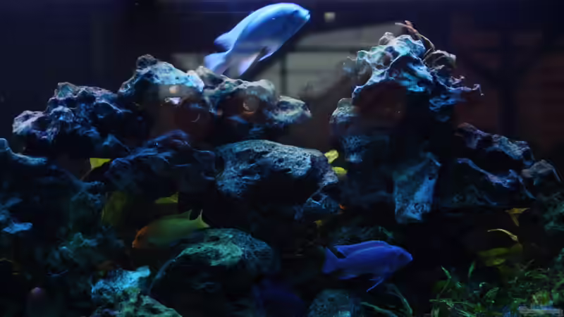 2015 von Stefan Mischler (2)