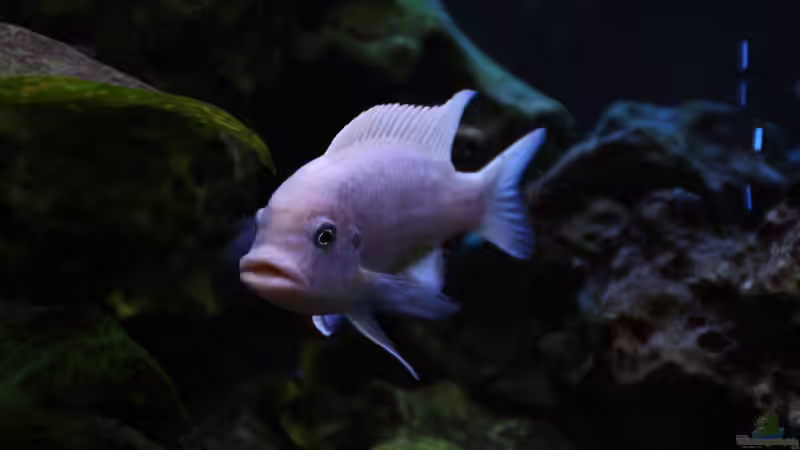 2015 von Stefan Mischler (20)