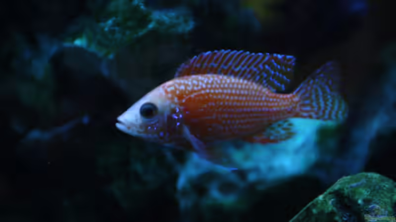 2015 von Stefan Mischler (21)