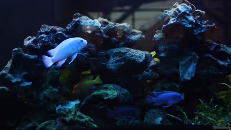 2015 von Stefan Mischler (4)