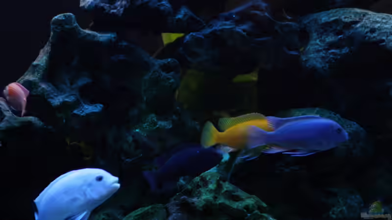 2015 von Stefan Mischler (6)