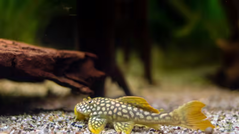 2016, Sonnenwelse L14, Scobinancistrus aureatus von Diskus-Amanã (119)