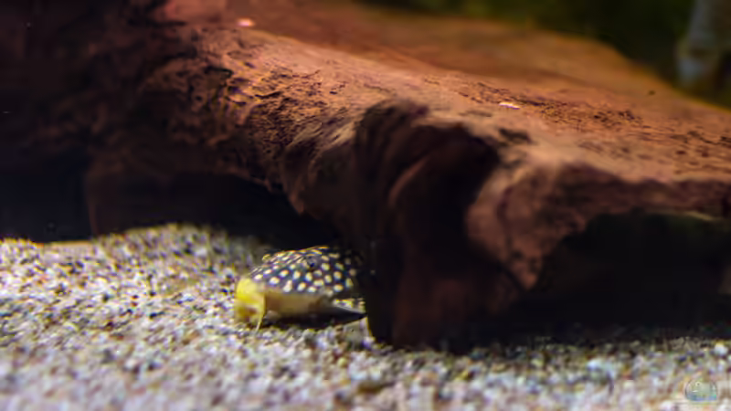 2016, Sonnenwelse L14, Scobinancistrus aureatus von Diskus-Amanã (120)