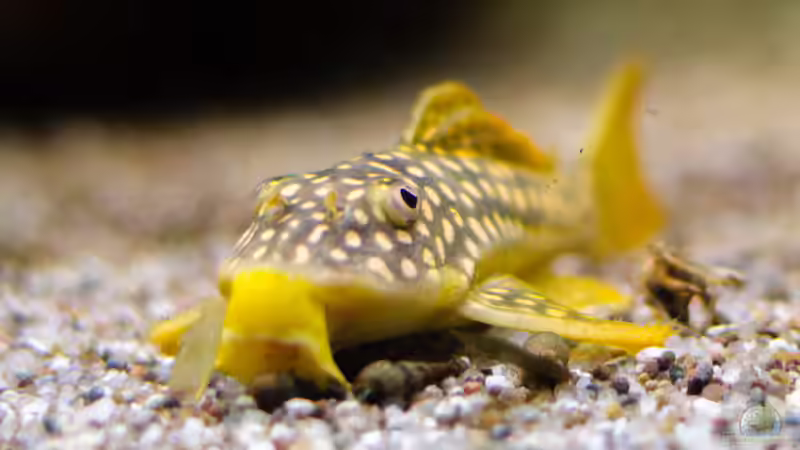 2016, Sonnenwelse L14, Scobinancistrus aureatus von Diskus-Amanã (121)