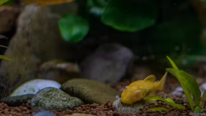 2016 blauer Antennenwels - Albino von Herr Lampe (91)