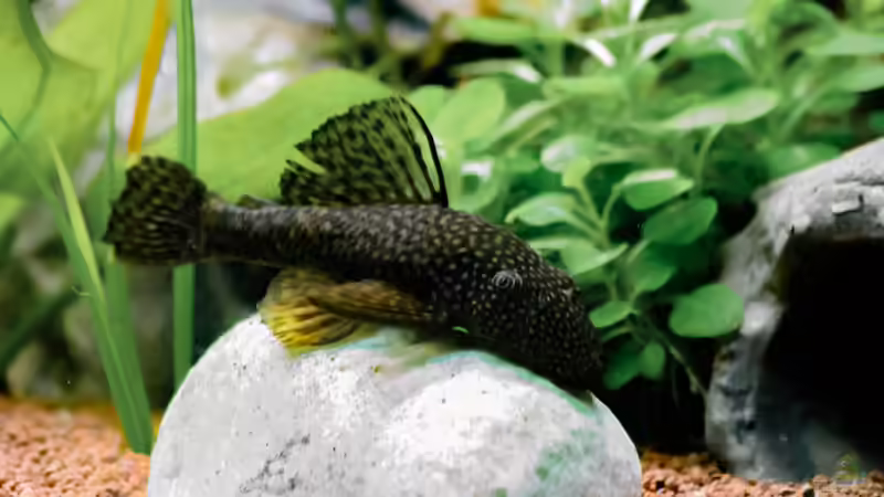 2016 blauer Antennenwels von Herr Lampe (88)