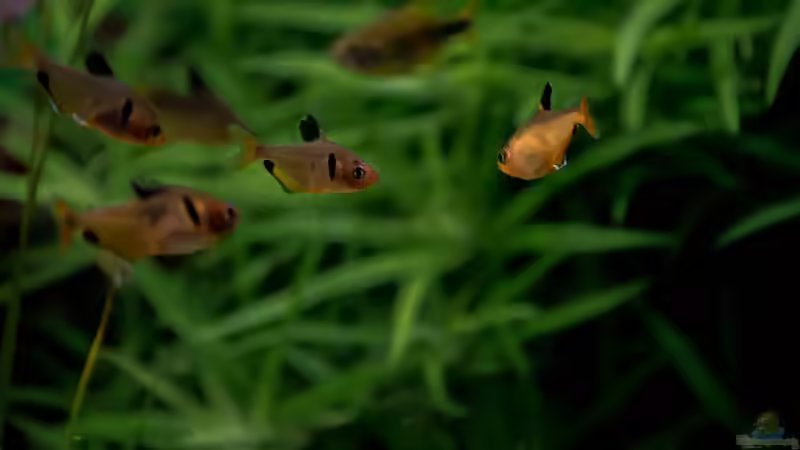 2016 Blutsalmler von Herr Lampe (95)