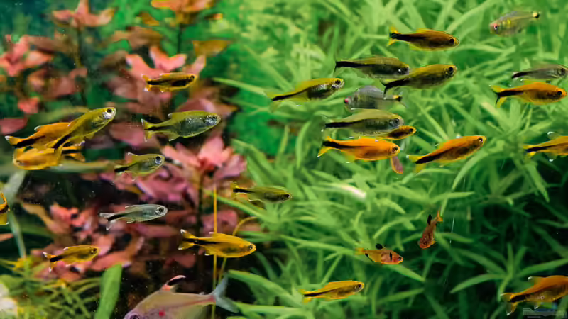 2016 Ein Schwarm Kupfersalmler von Herr Lampe (87)