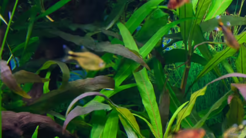 2016 Kirschblatt-Riesenwasserfreund - Hygrophila corymbosa von Herr Lampe (45)