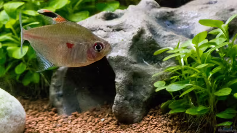 2016 Kirschflecksalmler von Herr Lampe (94)