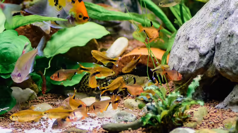 2016 lebende Tubifex im Sand vergraben, schon ist über der Tonschale mit Sand eine von Herr Lampe (27)