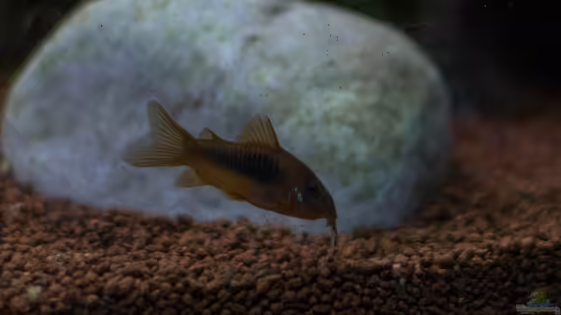 2016 Metallpanzerwels von Herr Lampe (89)