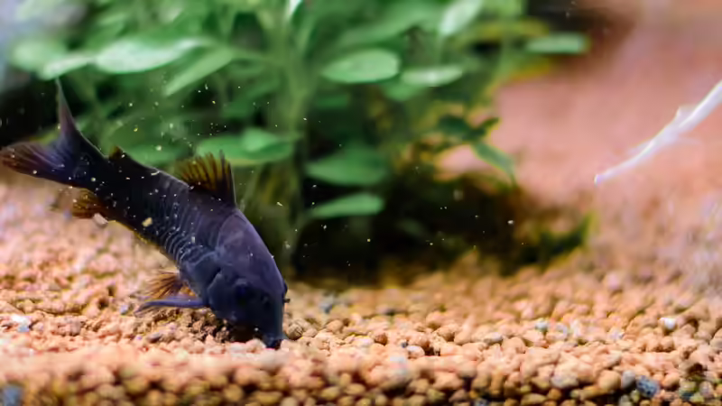 2016 Schwarzer Metallpanzerwels beim Gründeln von Herr Lampe (86)