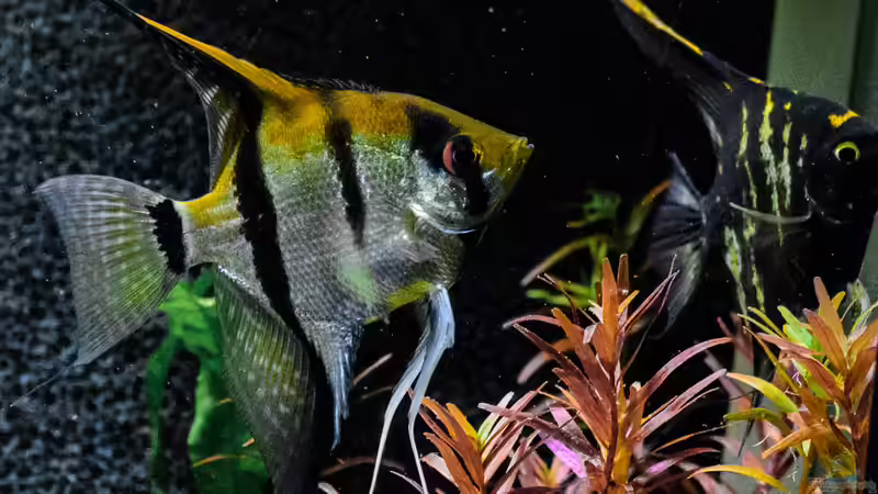 2016 Skalare (Zuchtformen)  (nicht mehr im Bestand) von Herr Lampe (85)