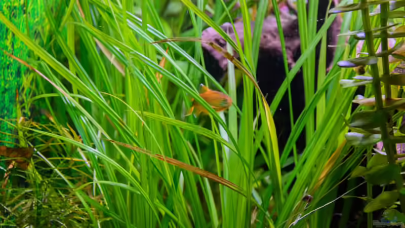2016 Vallisneria ... haben das Becken verlassen von Herr Lampe (42)