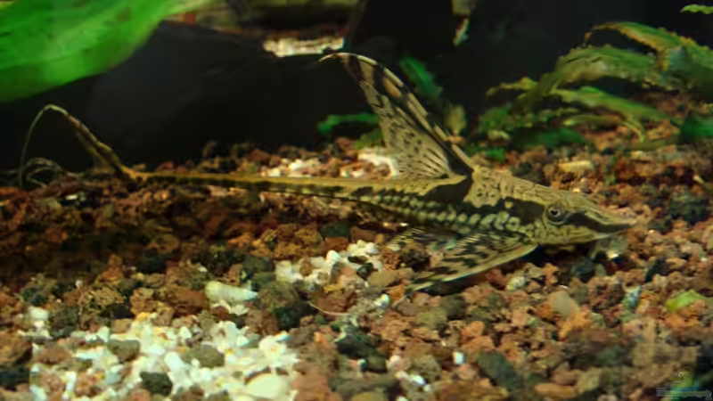 2016 von Petrich15 (4)