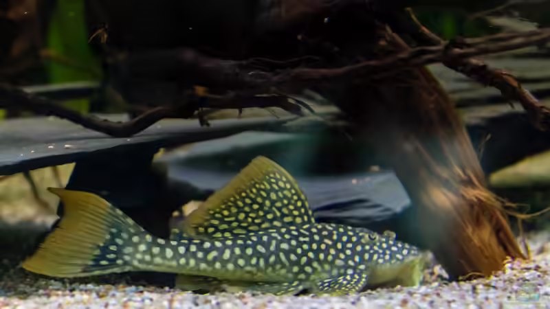 2017, Sonnenwels L14, Scobinancistrus aureatus von Diskus-Amanã (115)