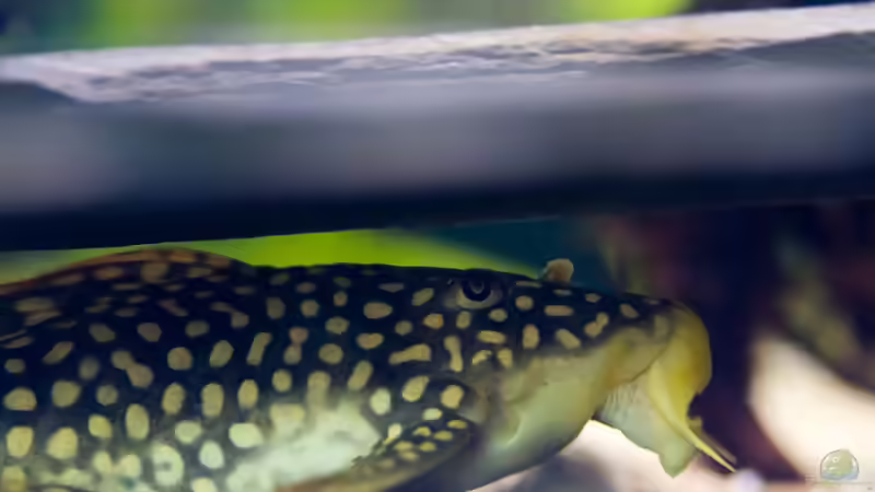 2017, Sonnenwels L14, Scobinancistrus aureatus von Diskus-Amanã (117)