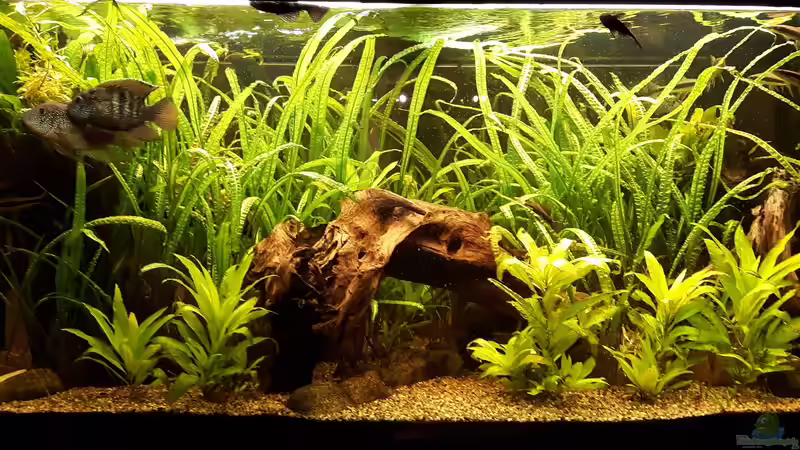 2017-01-20 von Jan16 (4)