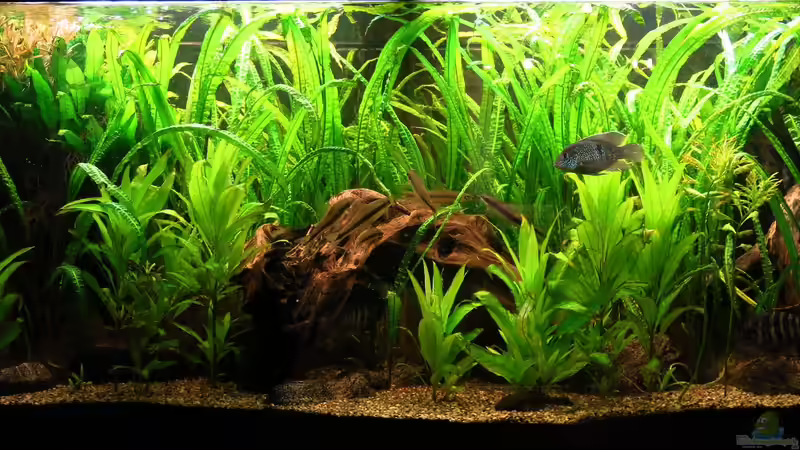 2017-12-12 von Jan16 (3)