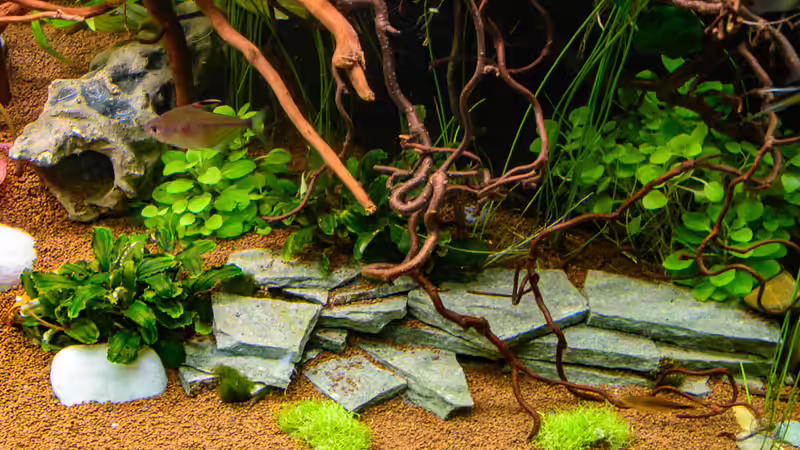 2017-12 Wurzel vor HMF, Schiefer Terasse, selbstgebaute Steine u.a. von Herr Lampe (56)