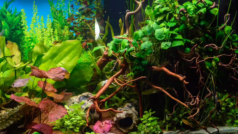 2017 Anubias auf den Wurzeln von Herr Lampe (38)