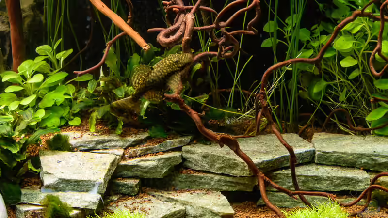 2017 die Terasse aus Schieferplatten vor dem HMF von Herr Lampe (22)