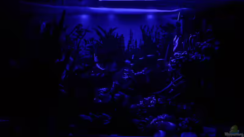 2017 Mein Aquarium mit eingeschaltetem Mondlicht von Herr Lampe (24)