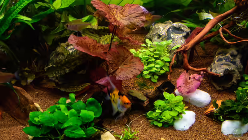 2017 Roter Tigerlotus, Nymphaea lotus rot von Herr Lampe (39)