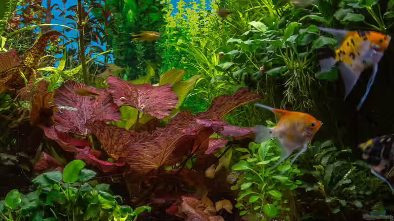 2017 Tiegerlotus und Anubias von Herr Lampe (21)