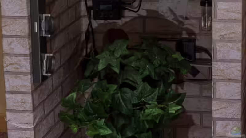 2017 Unterbau - links von Herr Lampe (69)