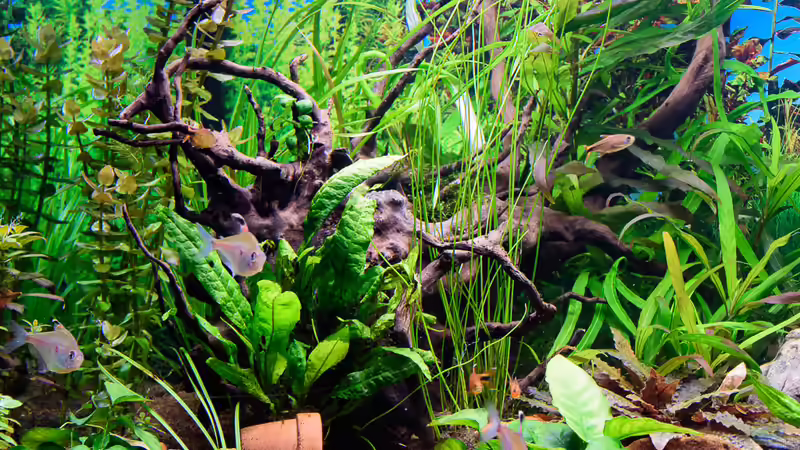 2017 Viel Versteckmöglichkeiten für die Bewohner und eine tolle Wurzel von Herr Lampe (58)