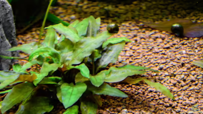 2017 von Herr Lampe (41)