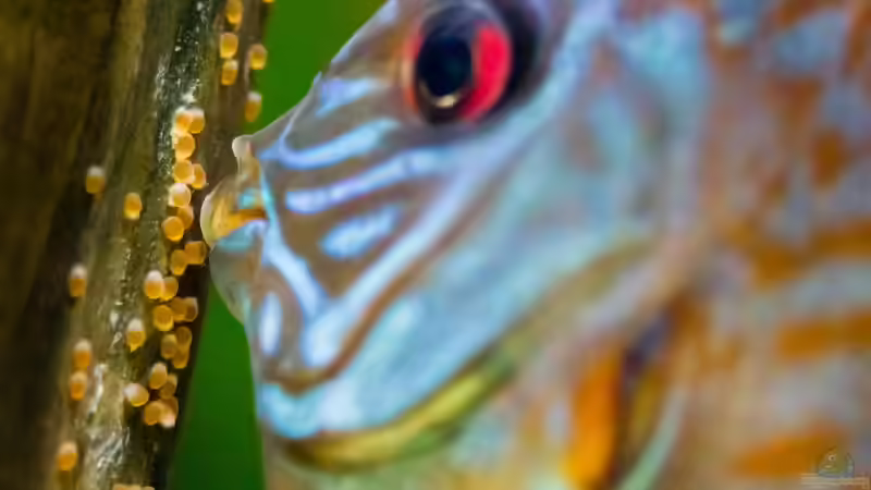 2018, Ablaichen Grüne Diskus Tefe,  Symphysodon aequifasciatus von Diskus-Amanã (111)