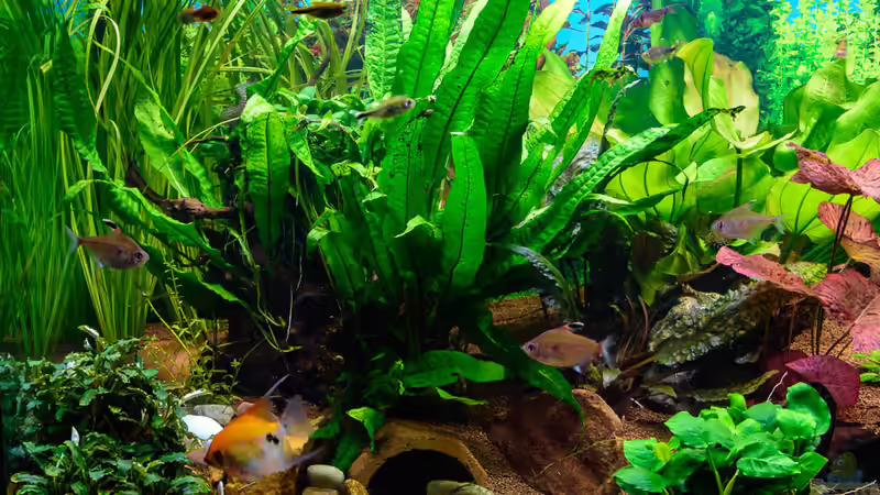 2018-02 Javafarn, Microsorum pteropus auf Mangrovenwurzel  von Herr Lampe (36)