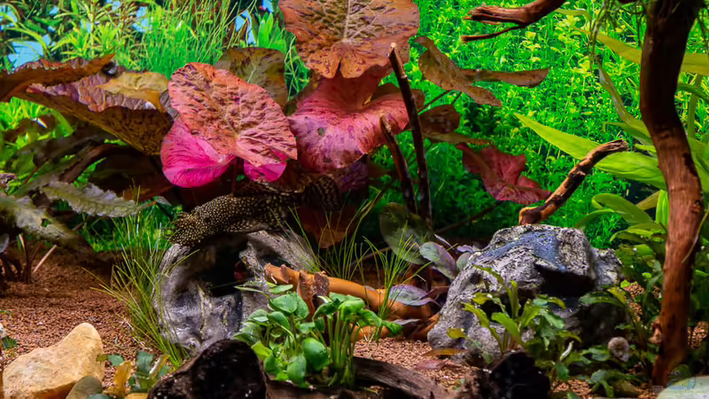 2018-02 Tiegerlotus von Herr Lampe (37)