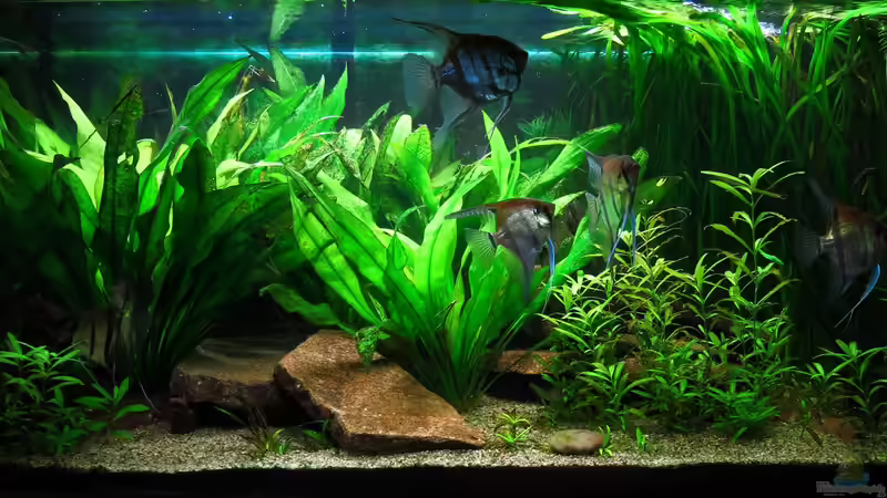 2018-11-13 von Jan16 (3)